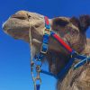 Haughty Camel In A Blue And Red Harness Under Blue Skies paint by numbers