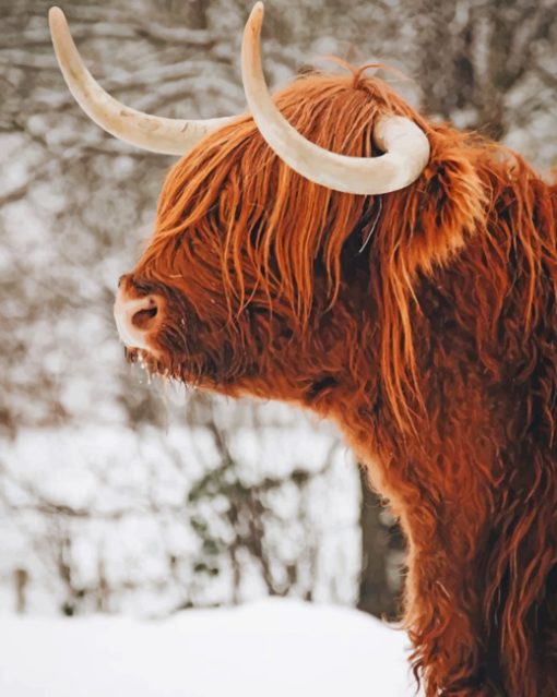 Highland Cow In Snow paint by numbers