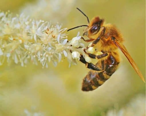 Honey Bee Insect On White Tulips paint by numbers