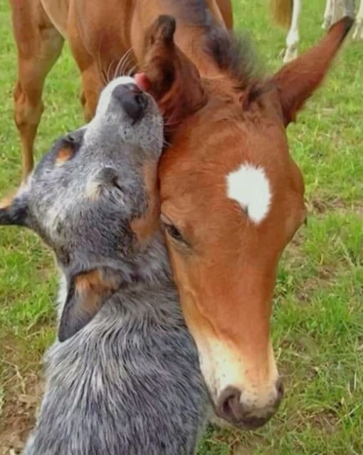 Horse And Dog paint by numbers