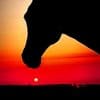 Horse Silhouette At Sunset paint by numbers