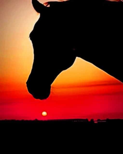 Horse Silhouette At Sunset paint by numbers