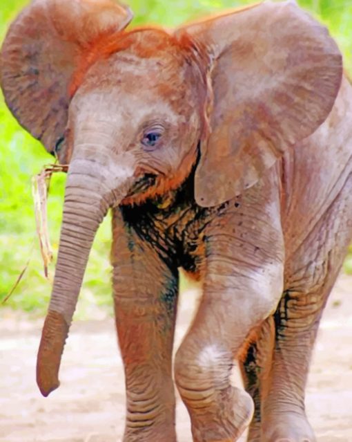 Indian Baby Elephant paint by numbers
