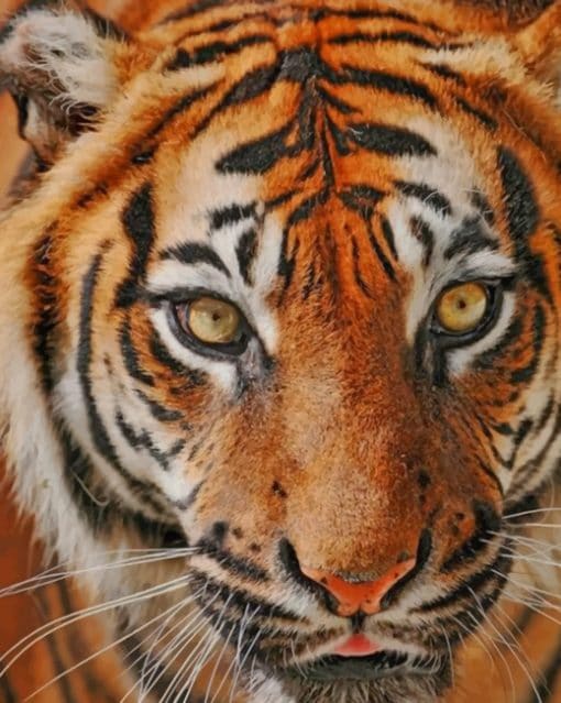 Indonesian Tiger paint by numbers