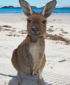 kangaroo In The Beach paint by numbers