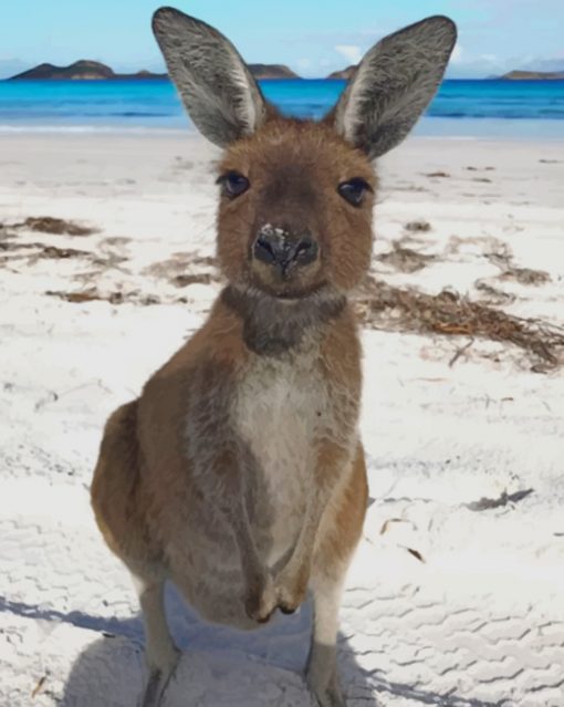 kangaroo In The Beach paint by numbers