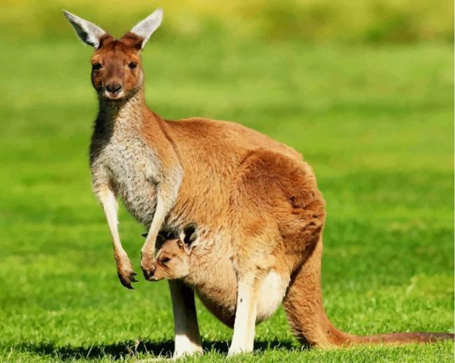 Kangaroo Pouch What A Kangaroo Pouch Looks Like Inside Has The