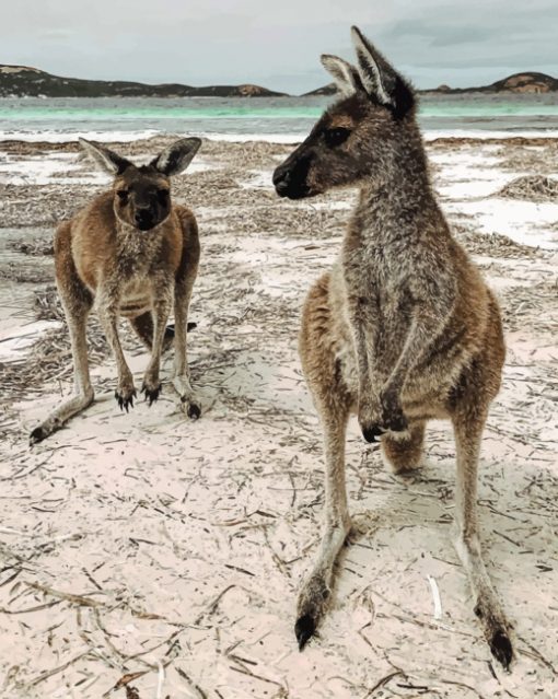 kangaroos In The Beach paint by numbers