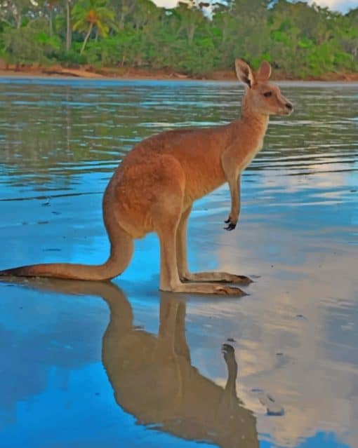 Kangaroo In The River paint by numbers