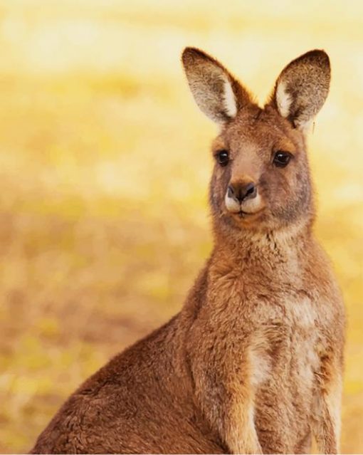 Kangaroo Marsupial Mammal Australia paint by numbers