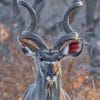 kudu Animal paint by numbers