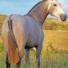 Lusitano Horse paint by numbers