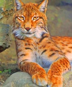 Orange Lynx Cat paint by numbers