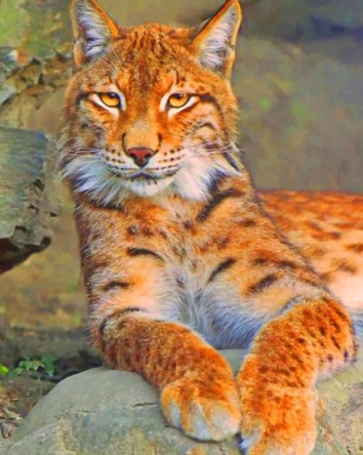 Orange Lynx Cat paint by numbers