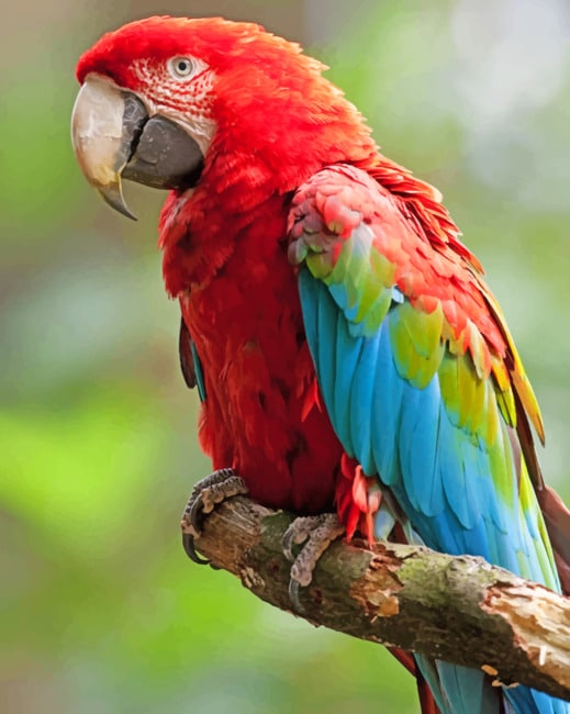 Parrot macaw Macaw for