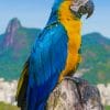 Macaw Parrot Bird paint by numbers