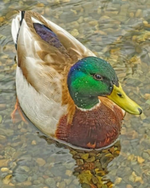Mallard Duck In River paint by numbers paint by numbers
