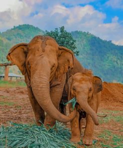 Mommy And Baby Elephant paint by numbers
