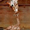 Mommy And Baby Giraffe paint by numbers