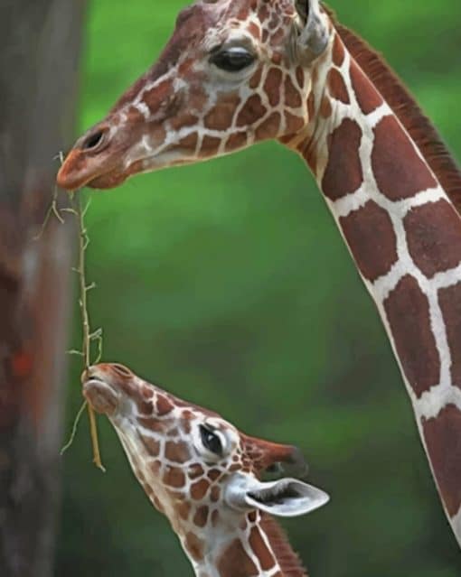 Mommy And Baby Giraffe paint by numbers