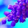 Purple Muscari Flowers paint by numbers