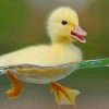 New Born Duck In Swim paint by numbers