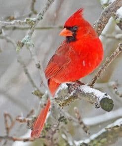 Northern Cardinal Bird On Tree pint by numbers