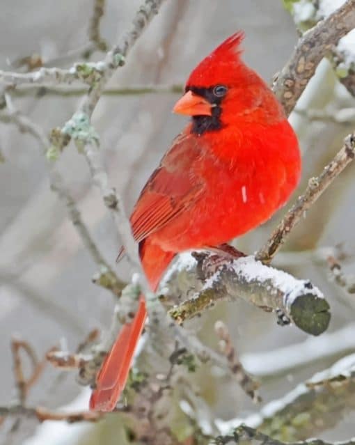 Northern Cardinal Bird On Tree pint by numbers