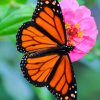 Orange Black Butterfly paint by numbers