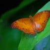 Orange Butterfly On Leaf paint by numbers