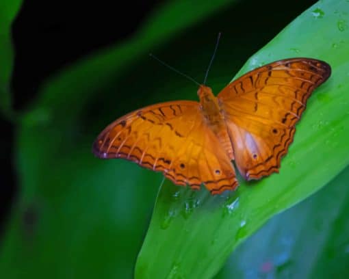 Orange Butterfly On Leaf paint by numbers