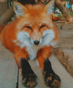 Orange Fox paint by numbers
