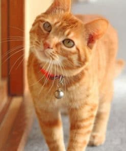 Orange Tabby Cat paint by numbers