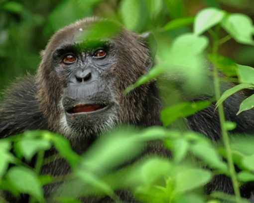 Orangutan Monkey Animal paint by numbers