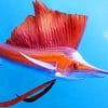 Pacific Sailfish In Thailand Ocean paint by numbers