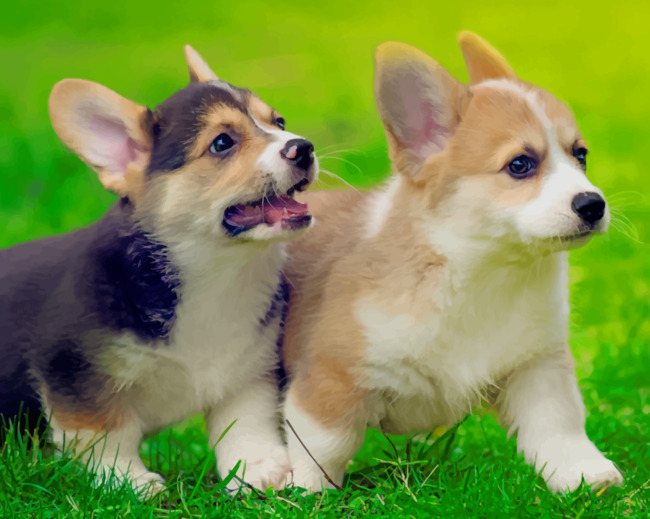 Corgi puppies