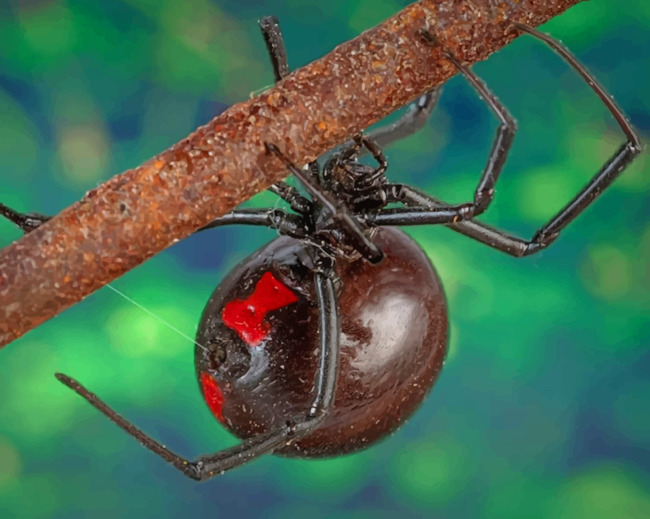 Poisonous Black Widow Spider Arachnid - Paint By Numbers - Num Paint Kit
