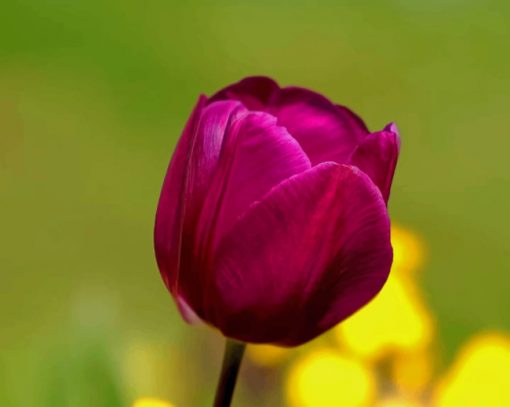 Purple Tulip Flower paint by numbers
