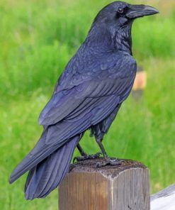 Raven Bird paint by numbers
