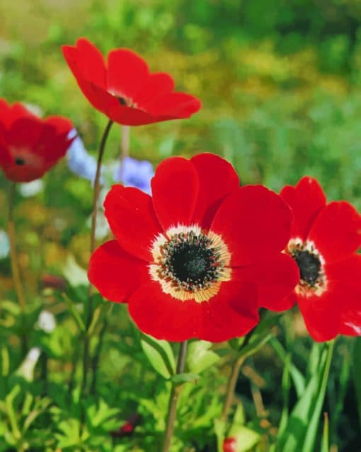 Red Anemone Flower paint by numbers