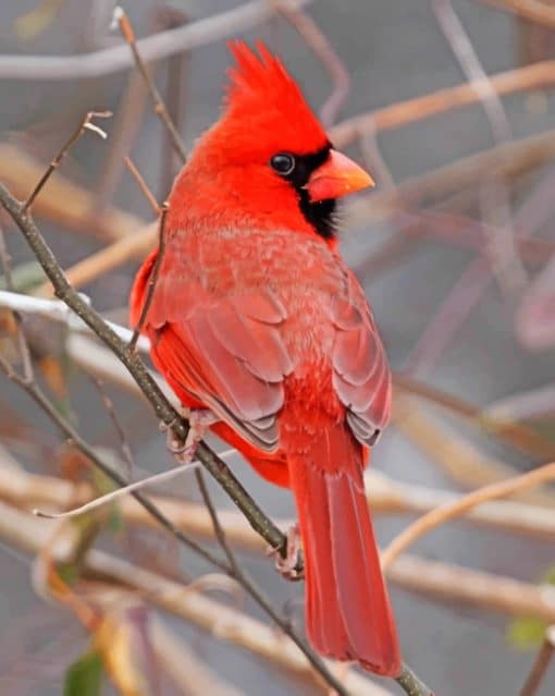 Red Cardinal Bird paint by numbers