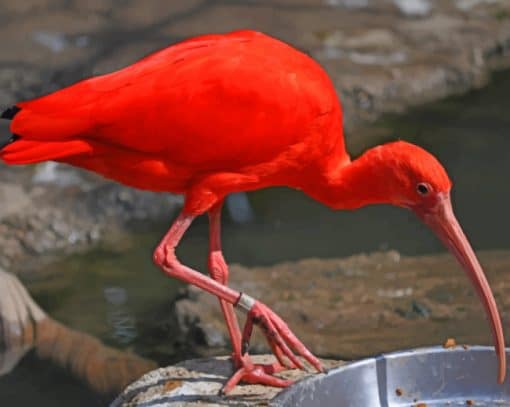 Red Flamingo Bird In Zoo paint by numbers