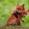 Red Fox Couple paint by numbers