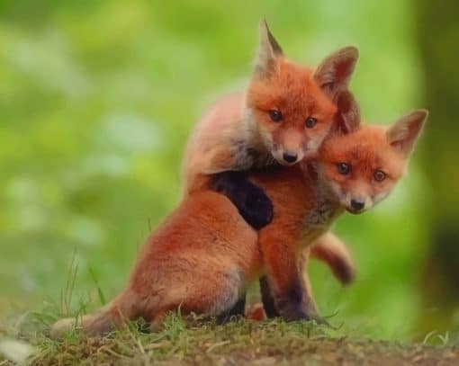 Red Fox Couple paint by numbers