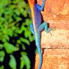 Red Headed Rock Agama paint by numbers