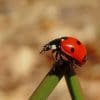Red Little Ladybug On Green Leaf paint by numbers