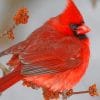Red Northern Cardinal Bird paint by numbers