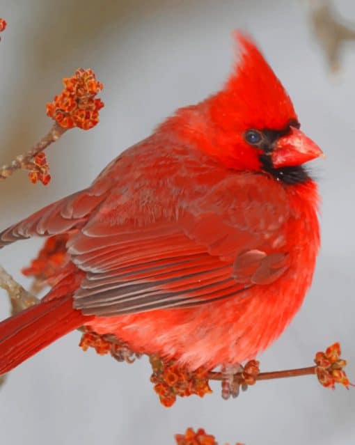 Red Northern Cardinal Bird paint by numbers