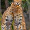 Savannah Cats paint by numbers