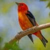 Scarlet Tanager Branch paint by numbers